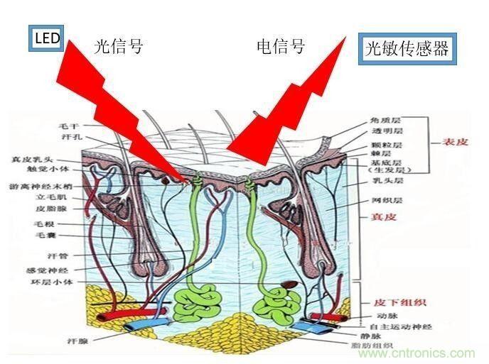 淺析穿戴設(shè)備中的光學心率傳感器